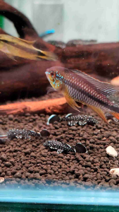 L183 Starlight Bristlenose Pleco Freshwater Nano Tank Decorative Fish Algae Cleaner Crew Dwarf Pleco