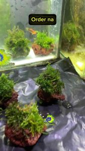 Aquatic Stonemoss