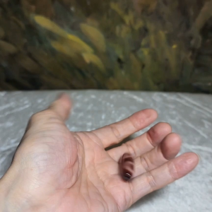 37.3mm Aged Tibetan Red Chalcedony with "Blood Streak" Sun Moon & Star Dzi pendant (with certificate free necklace string) 西藏老矿红玉髓“血丝”日月星天珠(带证书 送项链绳)