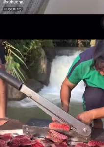 Cây cỏ máu (hom giống)