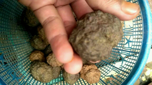 Batu Badar Besi Selonakat Original & Berkualitas