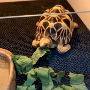 ALAS KANDANG TORTO - KURA KURA - REPTIL UKURAN 60 X 90 CM