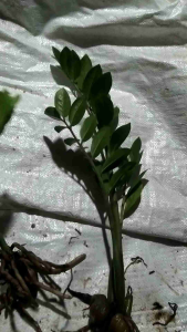 ต้นกวักมรกตแยกหน่อ ไม้มงคล ไม้ฟอกอากาศ (5แถม2)