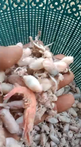 Baby cumi 05-3 cm 1 kg/real bayi cumi/kualitas premium grade A