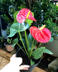 Tanaman Hias Bunga Anthurium Mickey Mouse