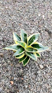 ต้นลิ้นมังกรแคระ จัดพร้อมกระถางส่ง 5-6นิ้ว