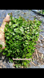 หญ้าใบต่างเหรียญใช้แทนหญ้าสนามไม่ต้องตัดดอกสีขาวออกดอกทั้งปีกำโตๆ45บาทสั่ง3แถม1