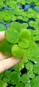 จอกเขียวญี่ปุ่น ชุด 10 แถม 2  ตกแต่งอ่างปลา ช่วยให้น้ำใส