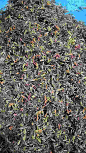 trà hoa đu đủ đực sấy khô lạnh sạch thơm 1kg