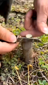 Alat Bonsai Berkebun 2 PCS Plastik Grafting Sambung Okulasi 3 cm x100 m