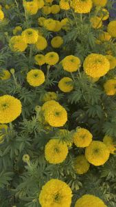 เมล็ดพันธ์ูดาวเรืองสีเหลืองบรรจุ 1000 เมล็ด ดอกกลม หนา ดก ปลูกใด้ทุกฤดู 10 แถม 1