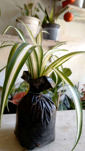 Chlorophytum comosum Vittatum Spider Plant live plant with garden soil in 3.5x3.5x8" polybag