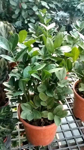 กวักมรกตใบกลมใบถี่กระถาง+จานรองไม้เรียกทรัพย์ไม้มงคล ต้นกวักมรกต นั้นเป็นไม้มงคล เรียกทรัพย์ เจ้าของผู้ปลูกจะมีโชคลาภ นอกจากนี้ยังเชื่อว่าผู้ที่ปลูกจะโชคดี ปรารถนาอะไรก็มักจะสมหวัง ✓กวักมรกตใบกลมถี่ ✓ต้นอ่อนใบจะสีเขีย วกระถาง8_11นิ้วกอใหญ่