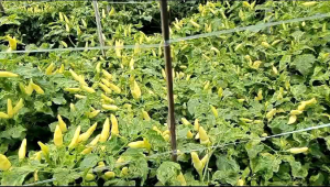 Power Call Kalsium cair 1liter meningkatkan hasil tanaman membangun daya tahan terhadap penyakit dan hama memperpanjang umur penyimpanan buah dan penyerapan cepat kalsium dan nitrat.