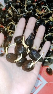 kecambah sawit dxp dumpy PPKS medan/bersertifikat