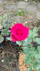 Sindo - Red Rose Live Plant OUPJ2LUPUP