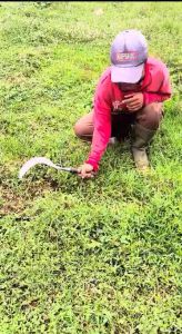 Arit rumput baja murni kualitas super tajam
