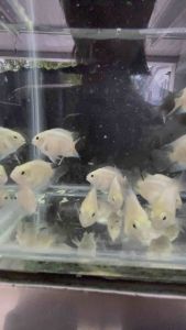 Platinum  Mini Parrot Fish / LiveFish / 白鹦鹉