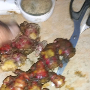 Jahe Merah Segar 500 gr: Manfaat & Cara Penggunaan
