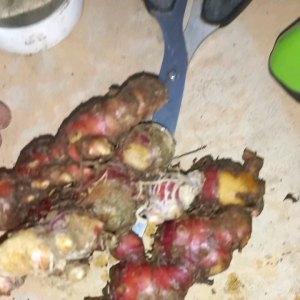 JAHE MERAH MEDAN SEGAR 1kg