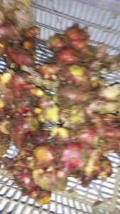 JAHE MERAH SEGAR 1KG SEDANG SEGAR FADHILASHOP