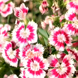 (-+400 butir) Benih bunga sweet william import mix [kemasan pabrik]