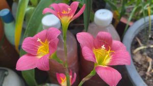 ฅ.หัวดอกบัวดิน ชื่อ แดงลำดวน (Lamduan Red) หัวละ 10 บาท