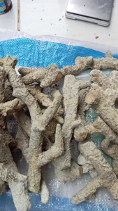 batu karang jahe | media filter aquarium | karungan isi 5kg |