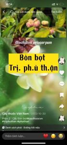 bòn bọt tía (chuẩn tía) cây giống