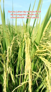 BENIH/BIBIT PADI IR 64 UNGGUL GENJAH 5KG