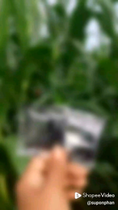 ผงดำ KGA (สารเสริมประสิทธิภาพของพืช)