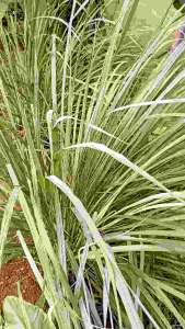 Serai bumbu dapur || mengharumkan masakan ambil langsung segar 250gr