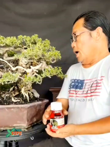 Alat Bonsai Obat Jin  Lime Sulfur Wood Durable Warna Putih