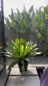 MyChicPick : JAMIE BABY DOLL DRESS