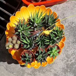 Srifogreen 63 Foliar fertilizer NPK21 21 21 for leaves & lawn growth