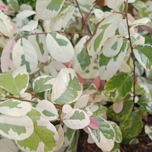 Monaica Snow bush Breynia disticha seedlings tri color