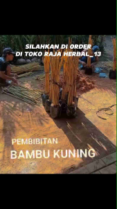 PAKET HEMAT Bibit Pohon Bambu Kuning Ukuran 50 Cm Siap Tanam