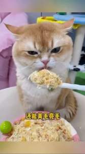 (GÓI 40g) Ruốc gà kết hợp lòng đỏ trứng cỏ mèo tôm sấy cho chó mèo