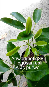 bibit pohon tlogosari alas purwo