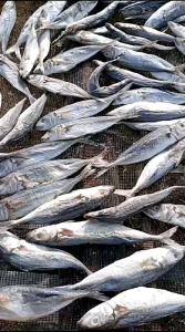 Ikan asin pesisir PEDA LAYANG/ klotok termurah 1kg terlaris