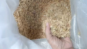 1KG FRESH RICE HULL BUY 1 TAKE 1 ( IPA NG PALAY ) FOR HEALTHY PLANT GROWTH AND FERTILIZER