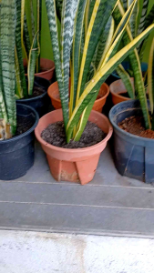 Pokok Lidah Jin/Lidah Mentua/Snake Plant/Sansevieria Dalam Pasu