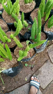 Tanaman Bulu Tupai Hidup: Tanaman Hias Unik untuk Meja & Indoor