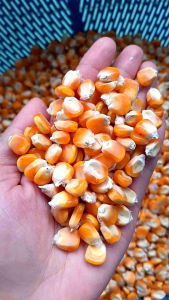 Bibit jagung lokal super / bibit jagung tawar