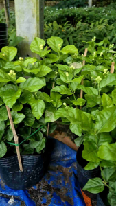 Chậu cây hoa nhài cao to 40-55cm