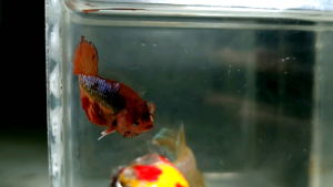 Amargeddon Vanda Halfmoon Plakat HMPK Betta Fish / Ikan Laga/ 斗鱼 (Not random fish）8