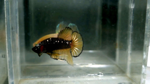 Halfmoon Plakat HMPK Betta Fish / Ikan Laga/ 斗鱼 (Not random fish）8