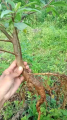 promo bibit loa bahan bonsai cantik segar montok dan mudah di rawat. 