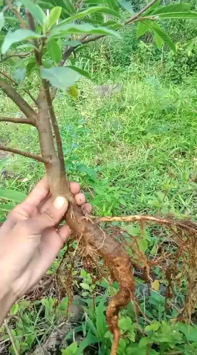 promo bibit loa bahan bonsai cantik segar montok dan mudah di rawat