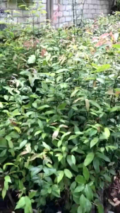 bibit kayu manis (Cinnamomum verum).